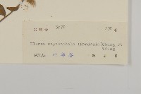 大頭艾納香藏品圖，第3張