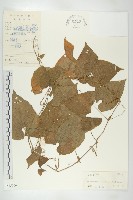 大苞赤瓟藏品圖，第1張