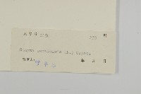 加拿大蓬藏品圖，第3張