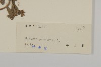 鱧腸藏品圖，第3張
