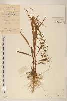 白頂飛蓬藏品圖，第1張