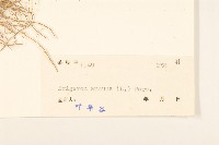 白頂飛蓬藏品圖，第3張