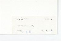 羊耳菊藏品圖，第3張