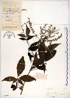 黃荊藏品圖，第1張