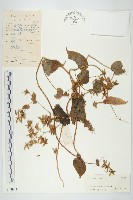 飛蛾藤藏品圖，第1張