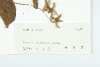 飛蛾藤藏品圖，第3張