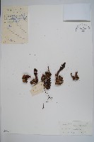 杯莖蛇菰藏品圖，第1張