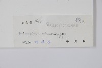 杯莖蛇菰藏品圖，第2張