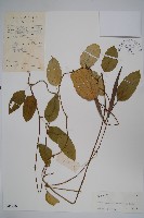 催乳藤藏品圖，第1張