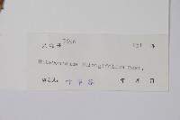 催乳藤藏品圖，第2張