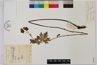 烏頭藏品圖，第1張