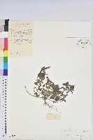 短序鐵莧菜藏品圖，第1張