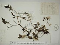 小木通藏品圖，第1張