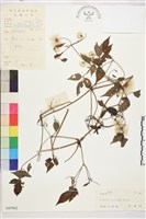 小木通藏品圖，第2張