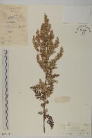 灰蓮蒿藏品圖，第1張