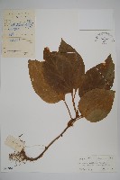 多毛板凳果藏品圖，第1張