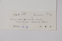 多毛板凳果藏品圖，第2張