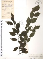 燈稱花、烏雞骨藏品圖，第1張