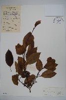 細果鐵冬青藏品圖，第1張