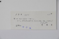 細果鐵冬青藏品圖，第2張