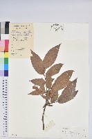 小果南燭藏品圖，第1張