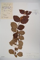 蝶花莢迷藏品圖，第1張