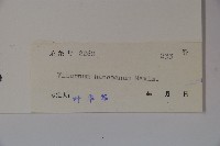 蝶花莢迷藏品圖，第2張