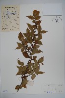 密毛假黃楊藏品圖，第1張