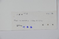 密毛假黃楊藏品圖，第2張