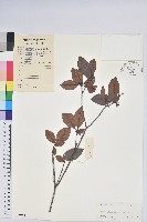 大浦杜鵑花藏品圖，第1張