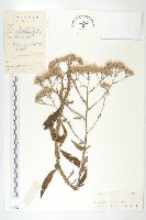 瓜槌草、漆姑草藏品圖，第4張