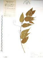 銳葉山黃麻藏品圖，第1張