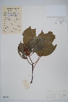 闊葉獼猴桃藏品圖，第1張