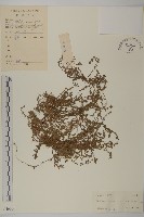 石胡荽、吐金草藏品圖，第1張