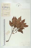 禿瓣杜英藏品圖，第1張