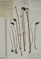 野菰藏品圖，第1張