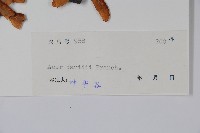 青榨槭藏品圖，第2張