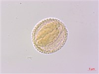 香皮樹藏品圖，第1張