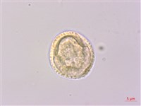 香皮樹藏品圖，第3張