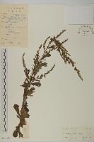 牡蒿藏品圖，第1張