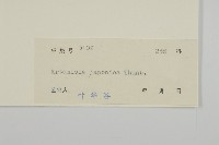 牡蒿藏品圖，第3張