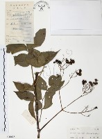 野鴉椿藏品圖，第1張