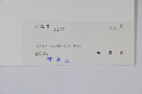 紫槭藏品圖，第2張