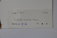 忍冬、金銀花藏品圖，第2張