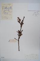 黃連木、爛心木藏品圖，第1張