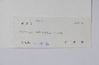 黃連木、爛心木藏品圖，第2張