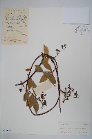 乳兒繩藏品圖，第1張