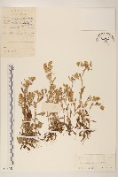 多莖鼠麴草藏品圖，第1張