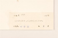 多莖鼠麴草藏品圖，第3張