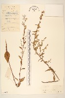 一枝黃花藏品圖，第1張